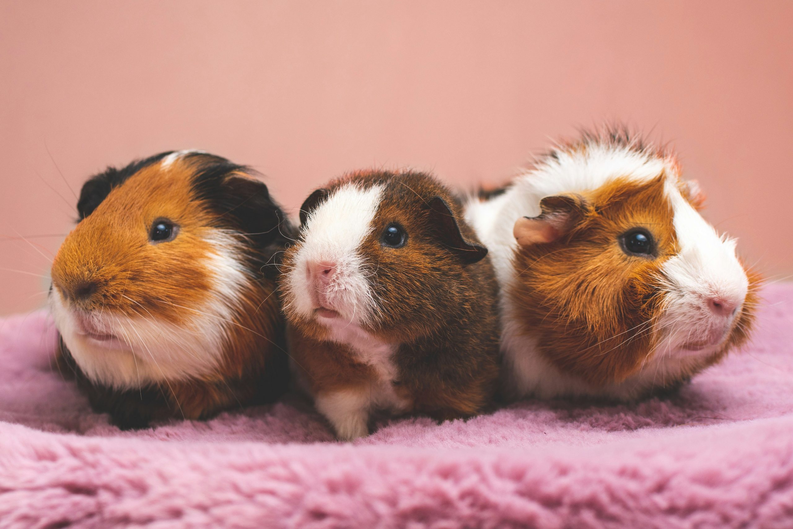 Guinea Pig Pet Show