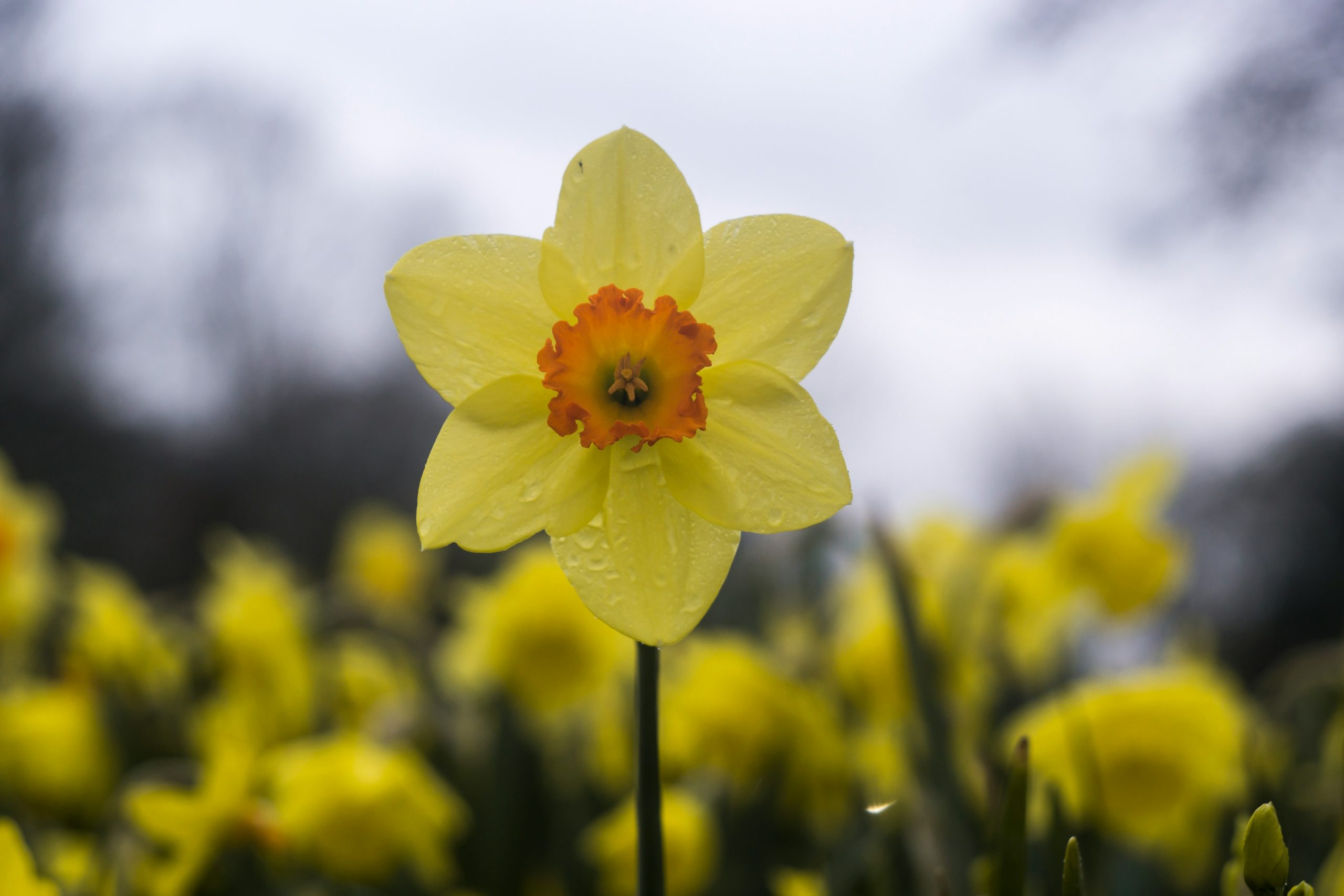 Woodend Spring Flower Show 2024