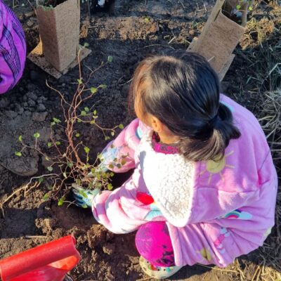 Matariki Planting