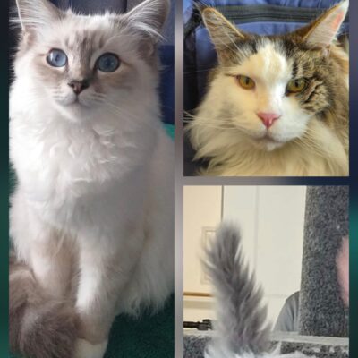 Annual Longhair Cat Show