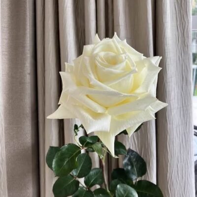 RUSTIC ROSES IN RANGIORA
